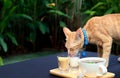 Orange cat wearing blue collar licking milk from a glass on coffee table. Table is in the garden with green leaves background. Royalty Free Stock Photo