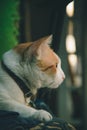 Orange cat wearing a collar looking forward Royalty Free Stock Photo