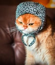 Orange cat wearing hat on sofa Royalty Free Stock Photo