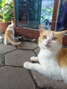 Orange Cat with Yellow Eyes Sitting on Conblock in front of Glass Showcase with kitten