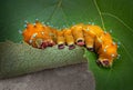 Orange caterpillar