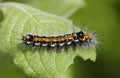 Orange caterpillar Royalty Free Stock Photo