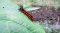 Caterpillar on the leaf Royalty Free Stock Photo
