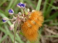 Orange caterpillar