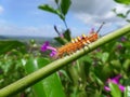 Orange Caterpillar climbing up on the Green Branch against blue sky