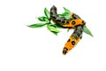 Two Orange Caterpillar Royalty Free Stock Photo