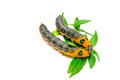 Two Orange Caterpillar Royalty Free Stock Photo