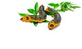 Two Orange Caterpillar Royalty Free Stock Photo