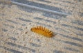 An orange caterpillar crawls along the sand. Royalty Free Stock Photo