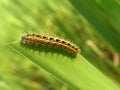 Orange caterpillar eating