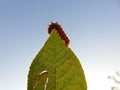 An orange caterpillar eats the green leaf