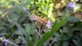 Caterpillar in flower Royalty Free Stock Photo