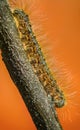 Orange Caterpillar on Twig against Orange Background