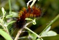 Orange caterpillar with white and black hair on the leaf in tropical forest