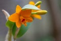 Orange Cattleya orchid, Guarianthe aurantiaca, buds and flower Royalty Free Stock Photo