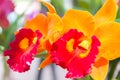 Orange Cattleya orchid.