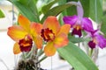 Orange cattleya orchid