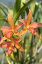 Orange cattleya orchid flower