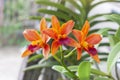 Orange Cattleya Orchids flower bloom on tree in the garden on blur nature background. Royalty Free Stock Photo