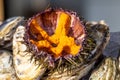 Orange caviar of a sea urchin. Fresh sea delicacies on ice, selected focus. Opened sea urchin with caviar at the fish