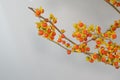 Orange Celastrus Scandens berries on White Background