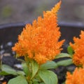 Orange Celosia Flowers Blooming in Flower Pot