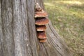 Orange chaga mushrooms that grow on an old stump. Inonotus obliquus