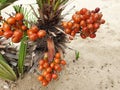 Orange Chamaerops humilis berries