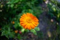 Orange chamomile close-up photography Royalty Free Stock Photo