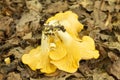 Orange chanterelle mushrooms (Cantharellus cibarius) growing in the forest.(Chanterelle