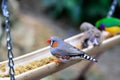 Orange-Cheeked Waxbill (Estrilda melpoda) Royalty Free Stock Photo