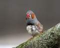 Orange Cheeked Waxbill Finch on Moss Covered Log Royalty Free Stock Photo