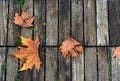 Orange chestnut leafs on wooden floor