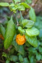 Orange Chilli Pepper Royalty Free Stock Photo