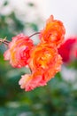The orange china roses on the branch