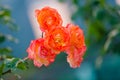 Orange china roses on wathet background