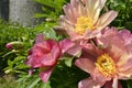 Orange Chinese peonies flowers