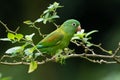 The orange-chinned parakeet Brotogeris jugularis, Royalty Free Stock Photo