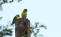 Orange-chinned Parakeet Brotogeris jugularis Royalty Free Stock Photo