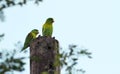 Orange-chinned Parakeet Brotogeris jugularis