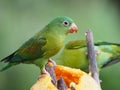 orange-chinned parakeet, Brotogeris jugularis, eats papaya fruit. Costa Rica Royalty Free Stock Photo