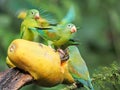 orange-chinned parakeet, Brotogeris jugularis, eats papaya fruit. Costa Rica