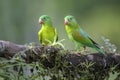 Orange-chinned Parakeet - Brotogeris jugularis Royalty Free Stock Photo