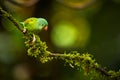 Orange-chinned Parakeet, Brotogeris jugularis, parrot from Costa Rica, wildlife scene