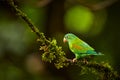 Orange-chinned Parakeet, Brotogeris jugularis, parrot from Costa Rica, wildlife scene