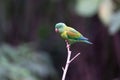Orange-chinned parakeet (Brotogeris jugularis) perched on branch Royalty Free Stock Photo