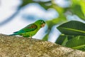 Orange-chinned parakeet (Brotogeris jugularis), Rionegro, Antioquia department. Wildlife and birdwatching in Colombia.