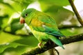 Orange-chinned parakeet Brotogeris jugularis sitting in a tree