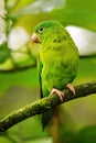 Orange-chinned parakeet Brotogeris jugularis sitting in a tree