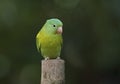 Orange-chinned parakeet in Costa Rica Royalty Free Stock Photo